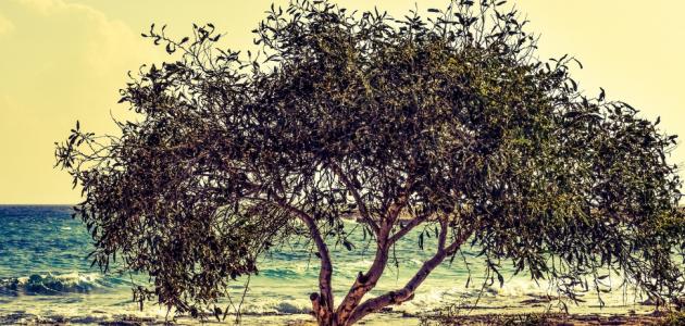 زراعه اشجار الزيتون في تونس ماكينات تعبئة وتغليف ماكينة تعبئة